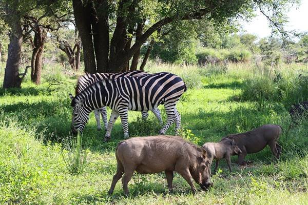 découvrez les incontournables d’un safari inoubliable : animaux majestueux, paysages époustouflants et expériences authentiques en pleine nature africaine. préparez votre aventure unique dès maintenant !