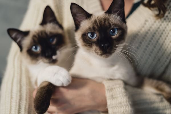 découvrez notre sélection des meilleurs chats de groupe pour discuter, partager et rencontrer de nouvelles personnes dans une ambiance conviviale en ligne !