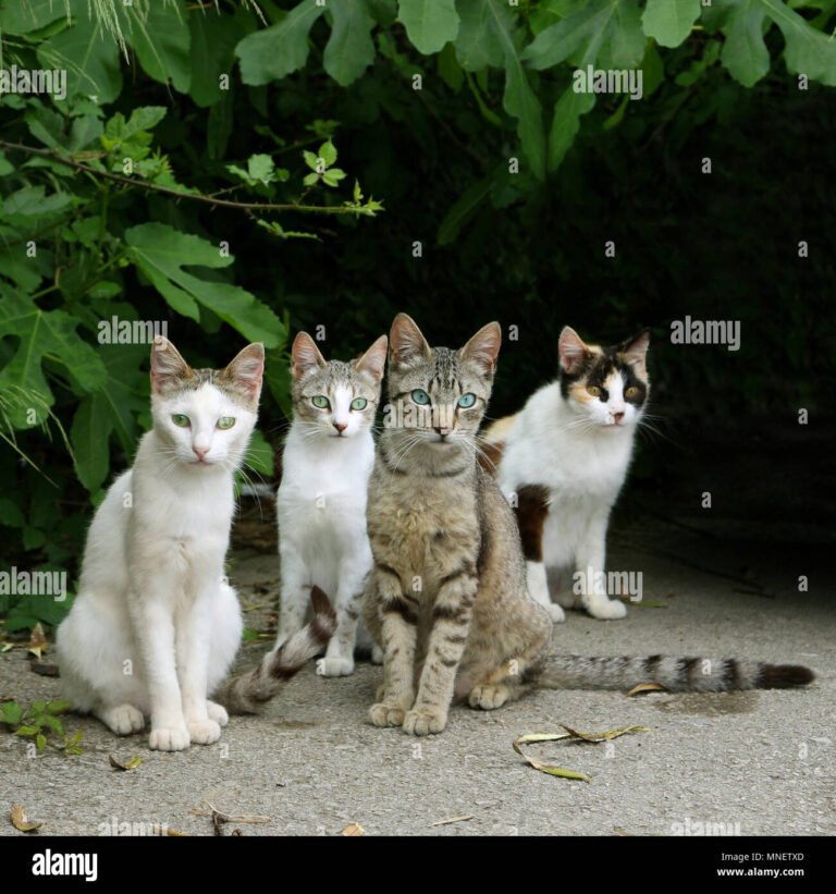 découvrez notre sélection des meilleurs chats de groupe pour discuter, échanger et partager facilement avec vos amis, collègues ou communautés en ligne. trouvez la plateforme idéale pour vos discussions collectives !